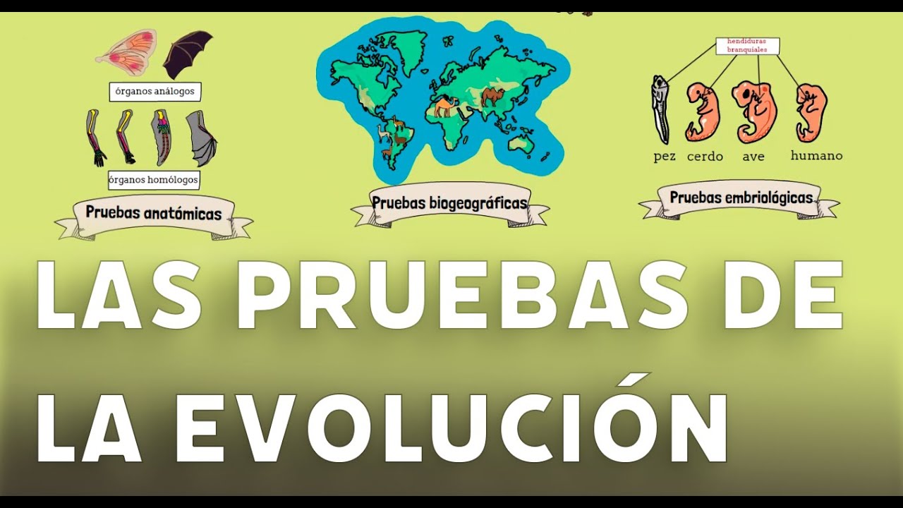 evaluacion sobre teorias de la evolucion