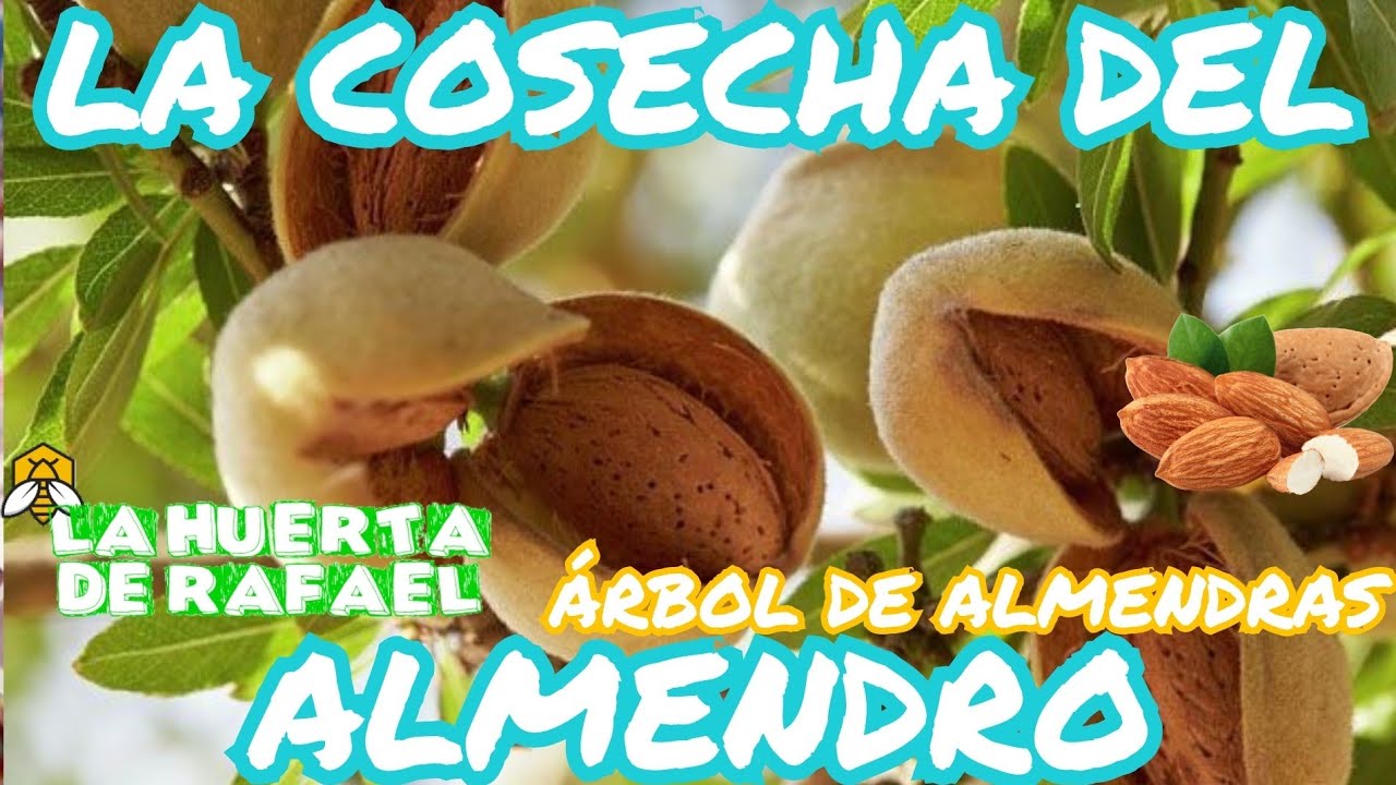fecha de cosecha de almendras en argentina