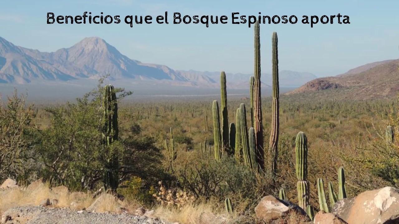 flora y fauna de bosque espinoso