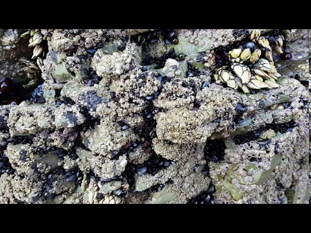 flora y fauna de la playa