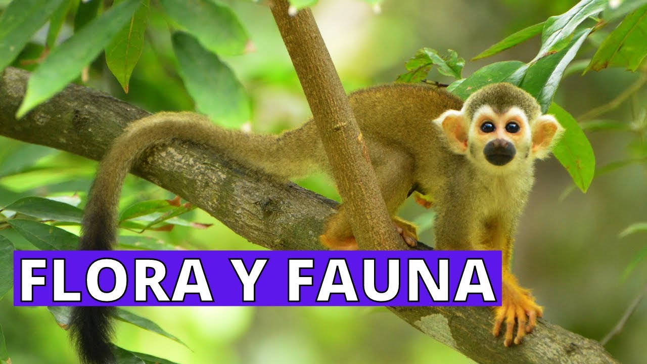 flora y fauna de lima peru