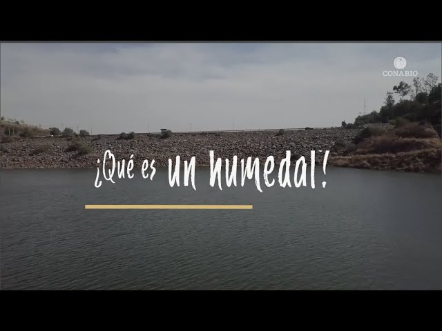 flora y fauna de los humedales de mexico