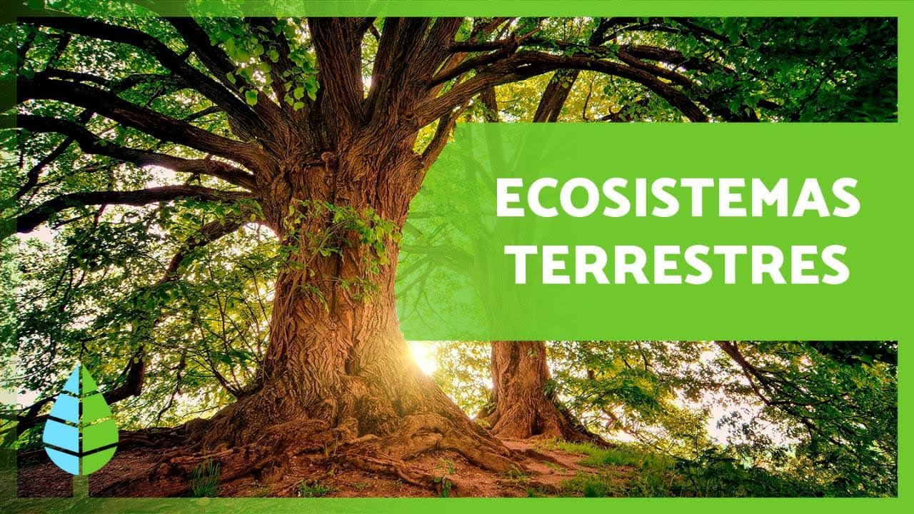 flora y fauna del ecosistema terrestre