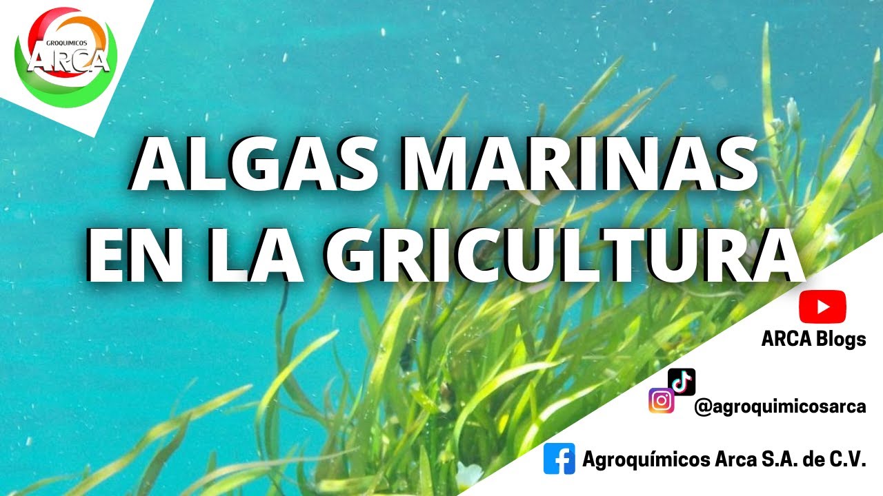 funcion de las algas marinas en las plantas