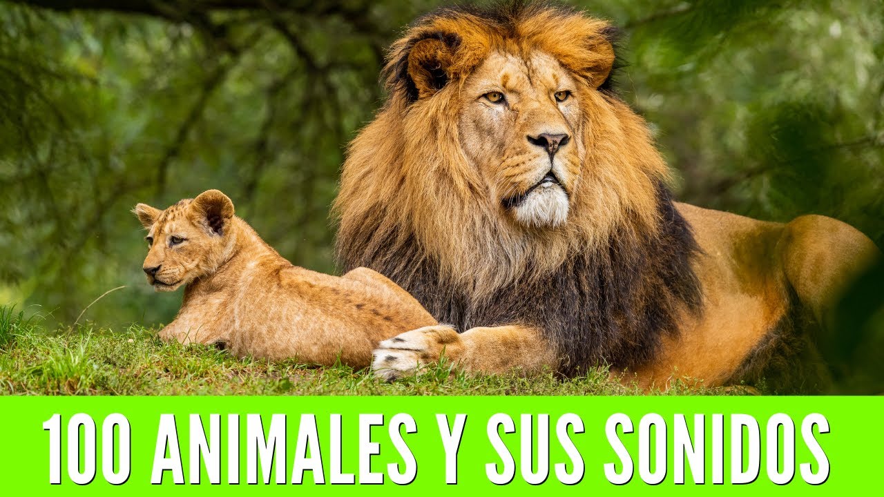huellas de animales y sus nombres
