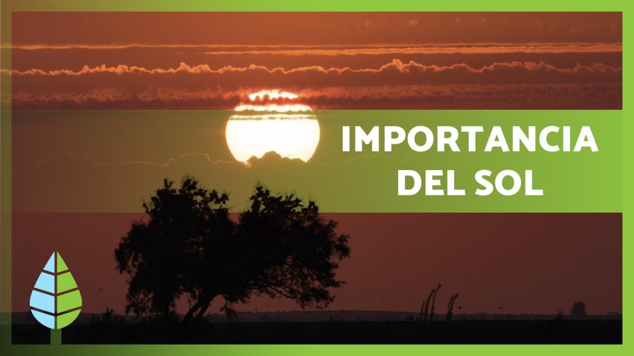 importancia de la luz solar en las plantas
