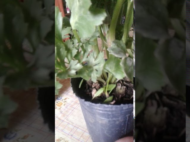importancia del oxigeno en las plantas
