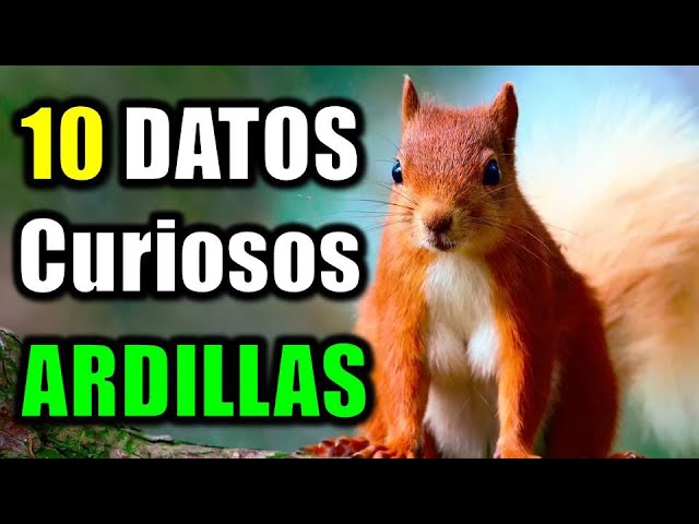 la ardilla es oviparo o viviparo