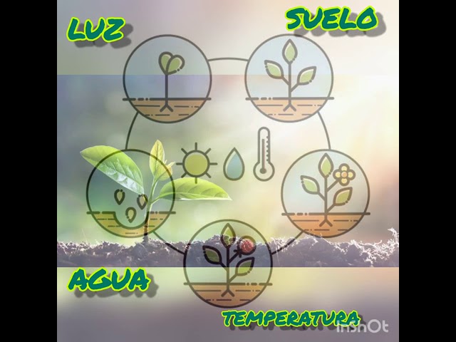 las plantas y su medio ambiente