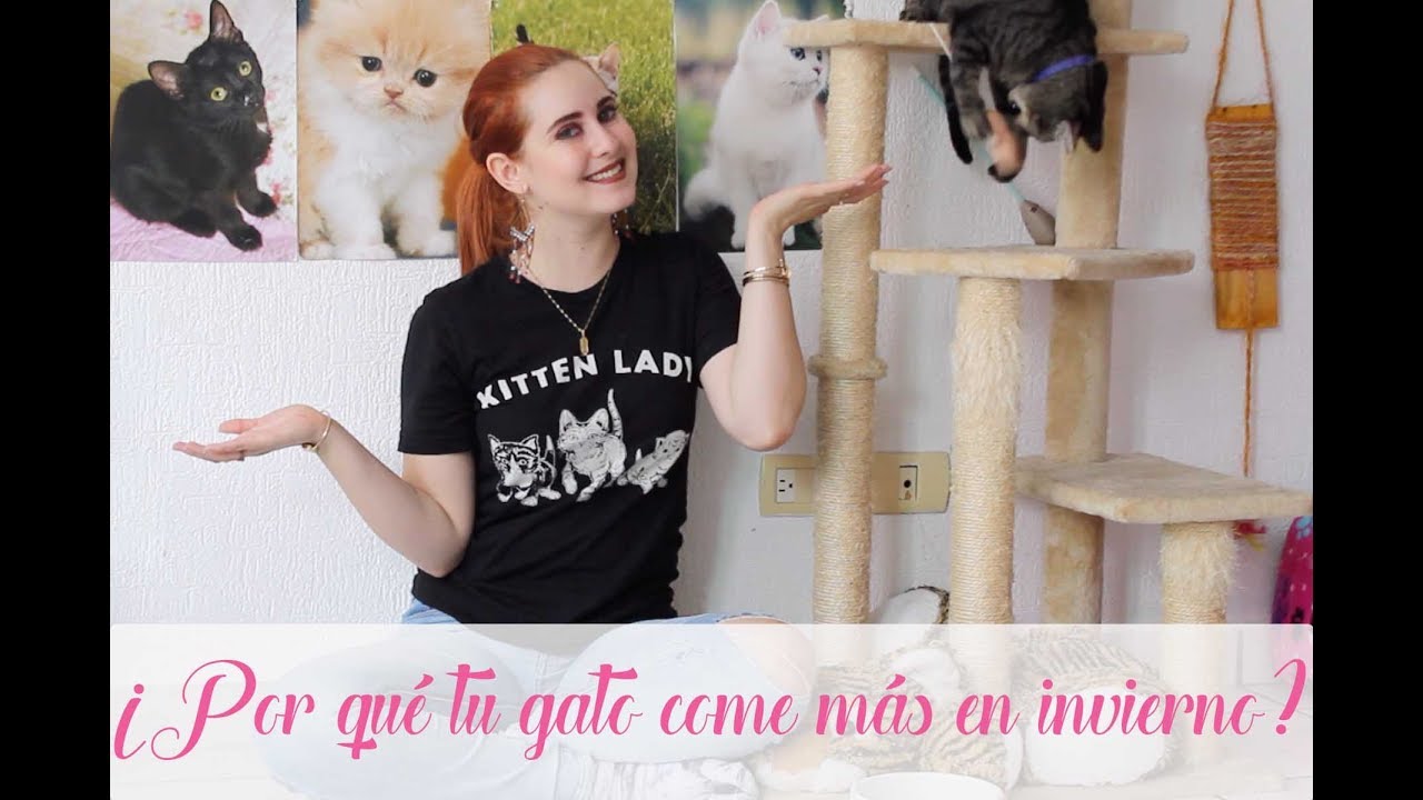 los gatos comen mas en invierno