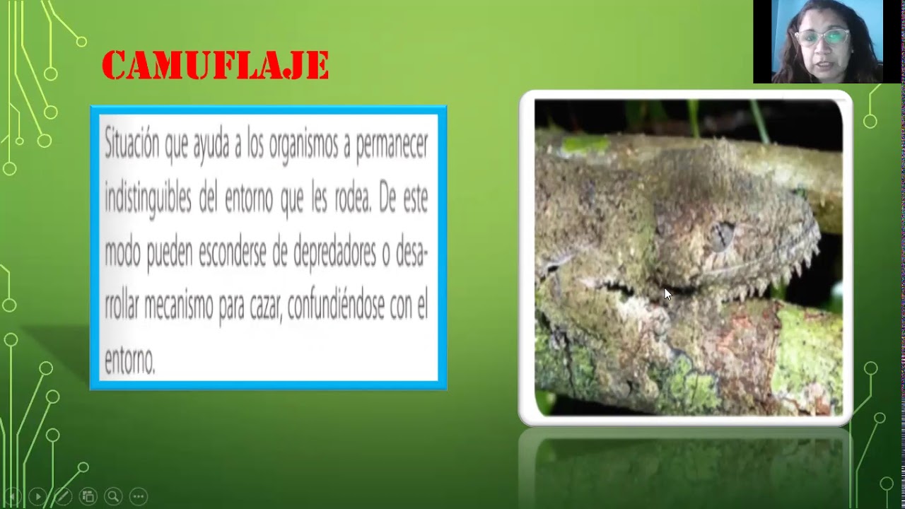 mecanismo de supervivencia de los animales