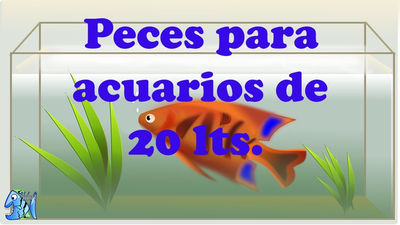 medidas de pecera de 20 litros