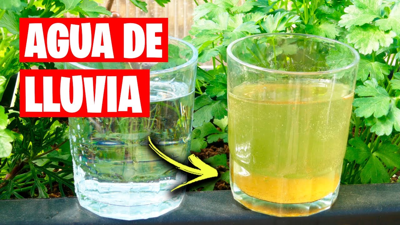 para que les sirve el agua a las plantas