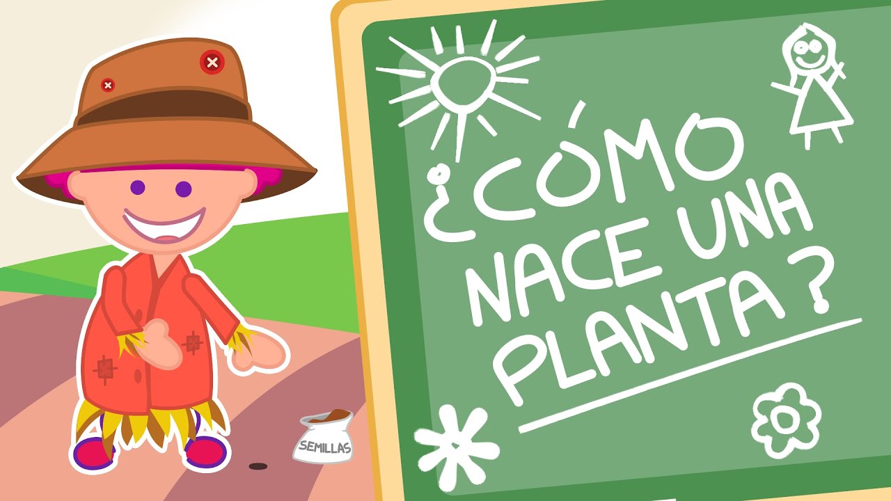 pasos para el crecimiento de una planta