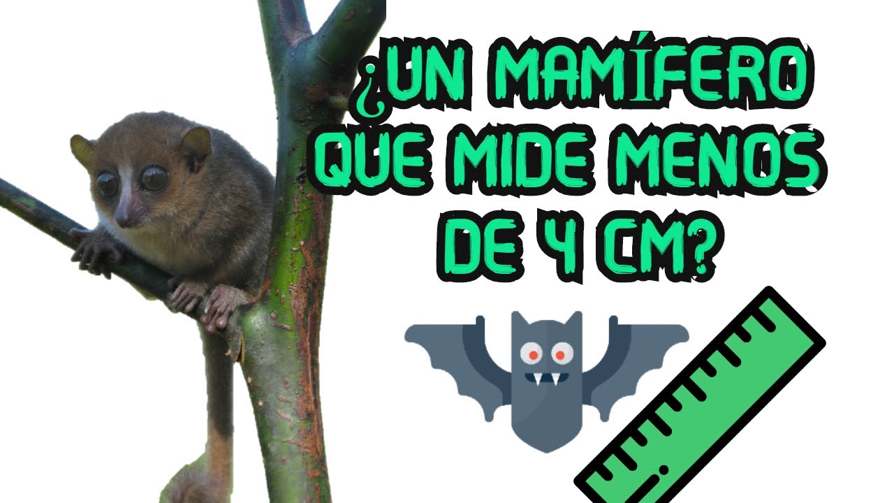 pequeño mamífero que entra en una mano