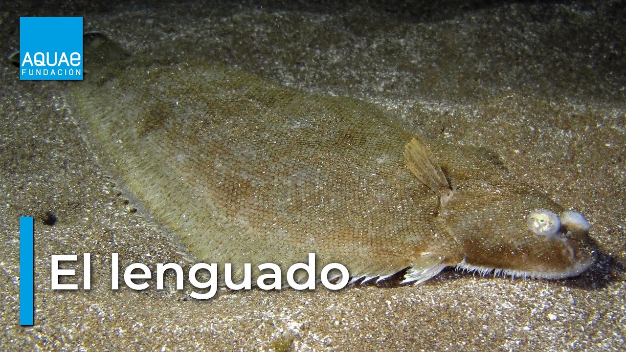 pez parecido al lenguado pero con forma romboidal