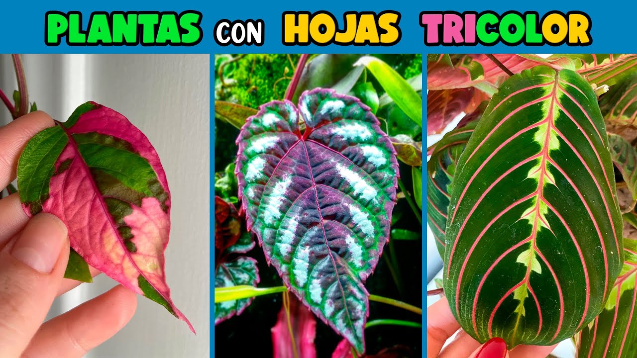 planta con hojas rosas y verdes