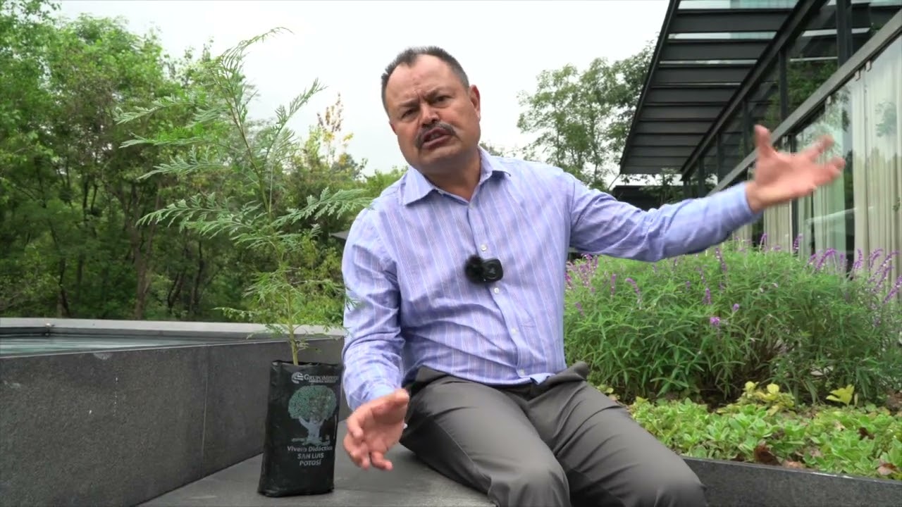 plantar arboles para cuidar el medio ambiente