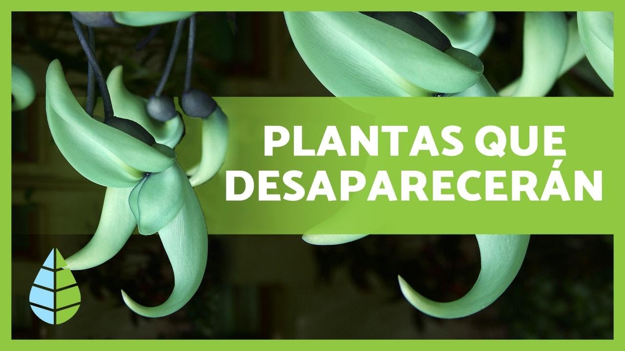 plantas en peligro de extincion y sus causas