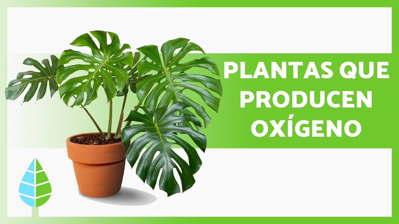 plantas que dan oxigeno dentro de la casa