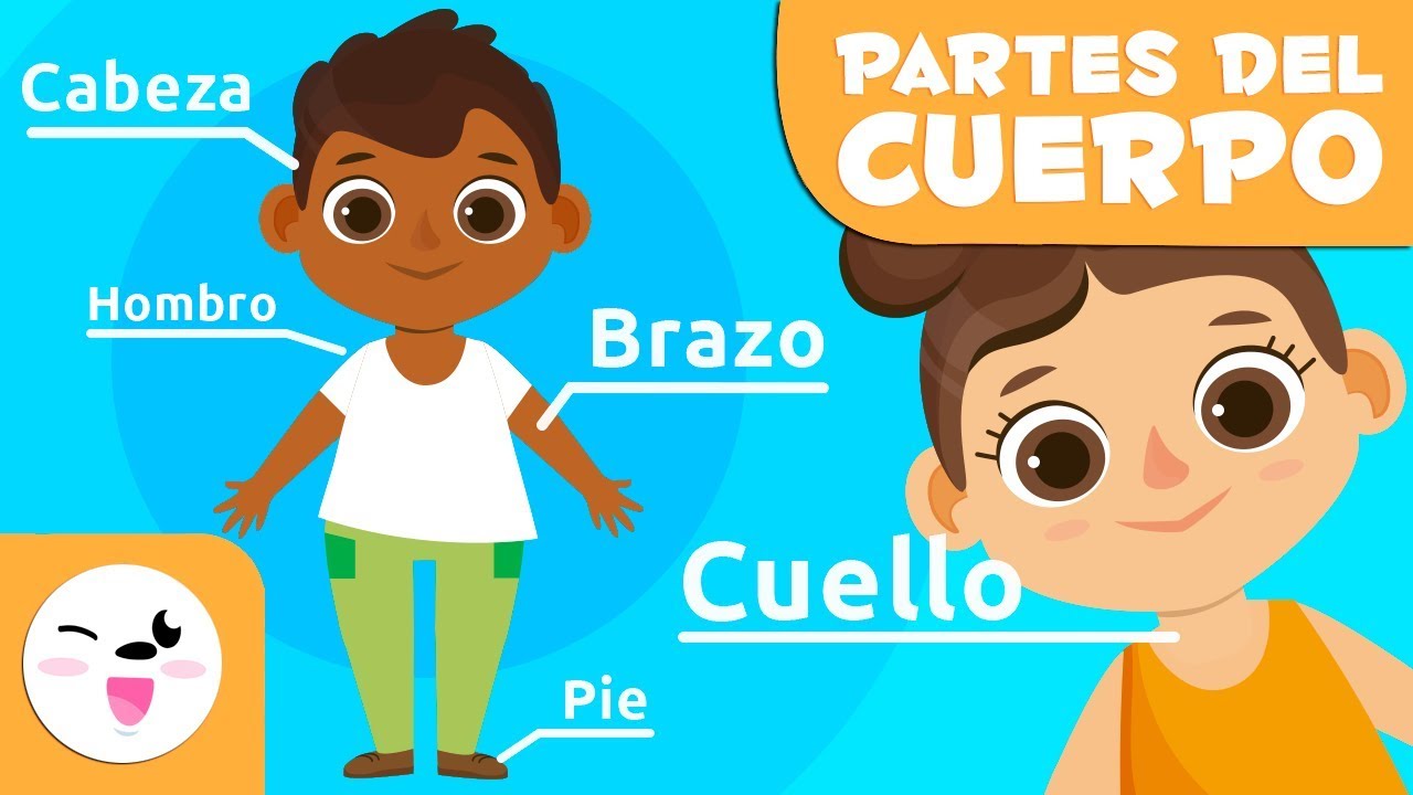 porque son importantes las partes del cuerpo
