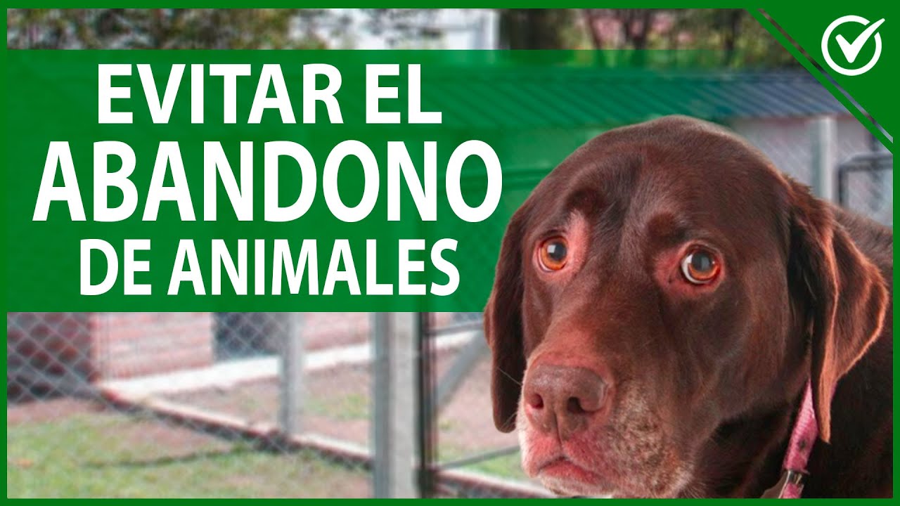 propuestas para evitar el abandono animal