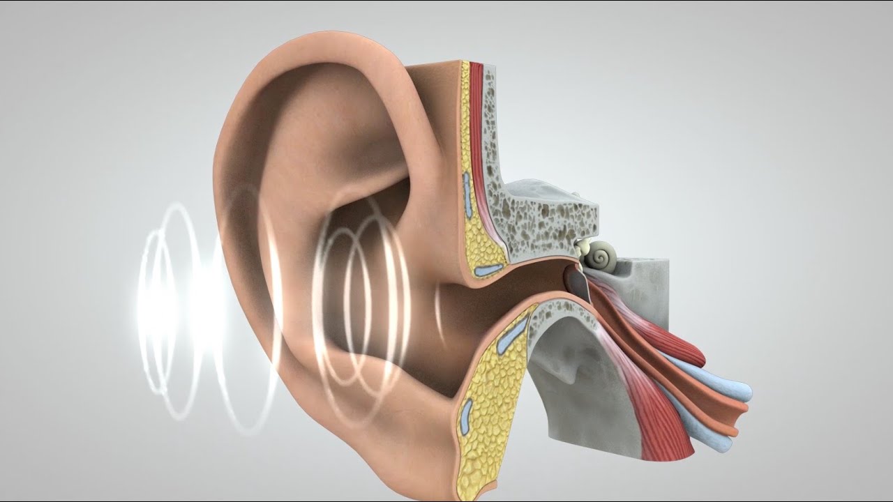que es el sonido y como lo percibimos