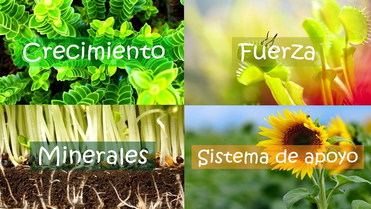 que importancia tiene el agua en las plantas