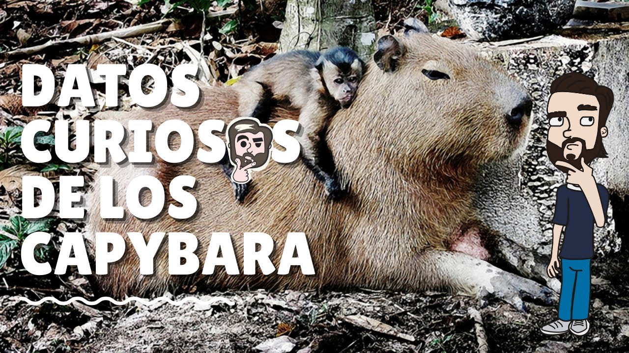 que no es originario del lugar que habita