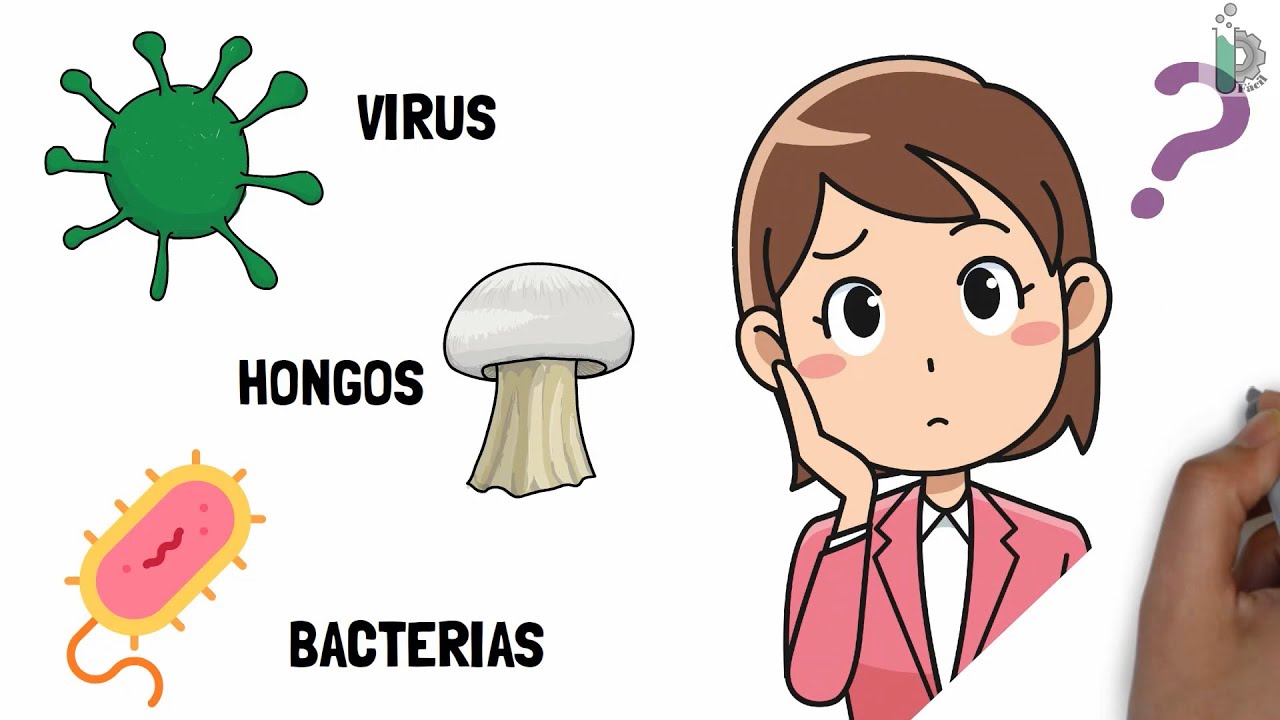 son características de las bacterias y los hongos
