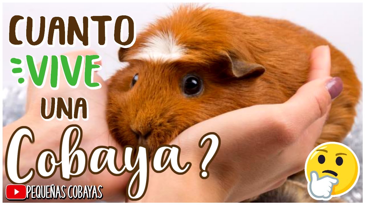 tiempo de vida de un cuyo
