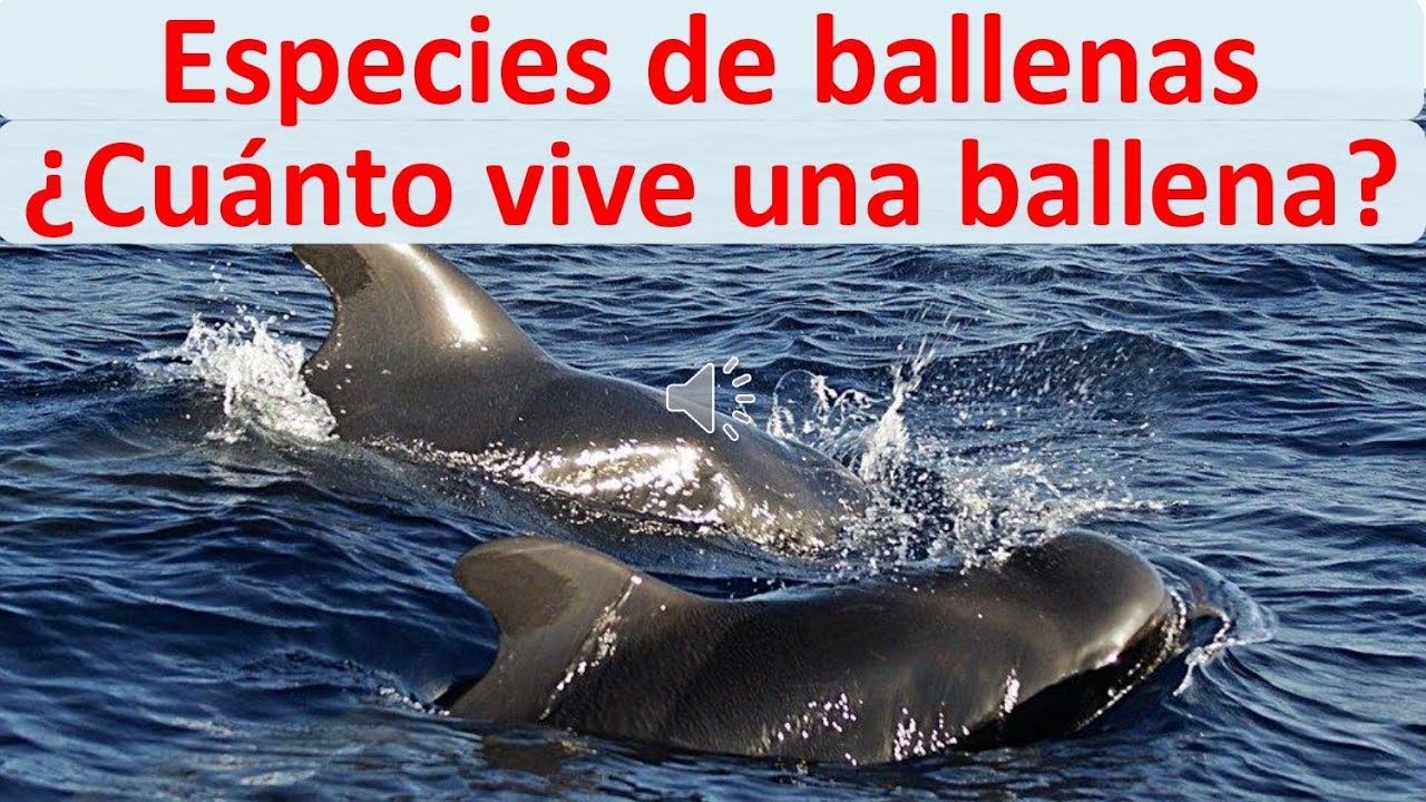 tiempo de vida de una ballena