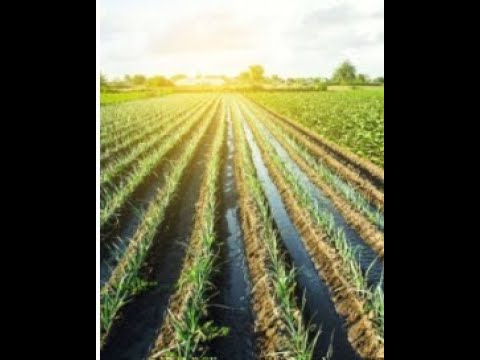 ventajas y desventajas del riego por surco