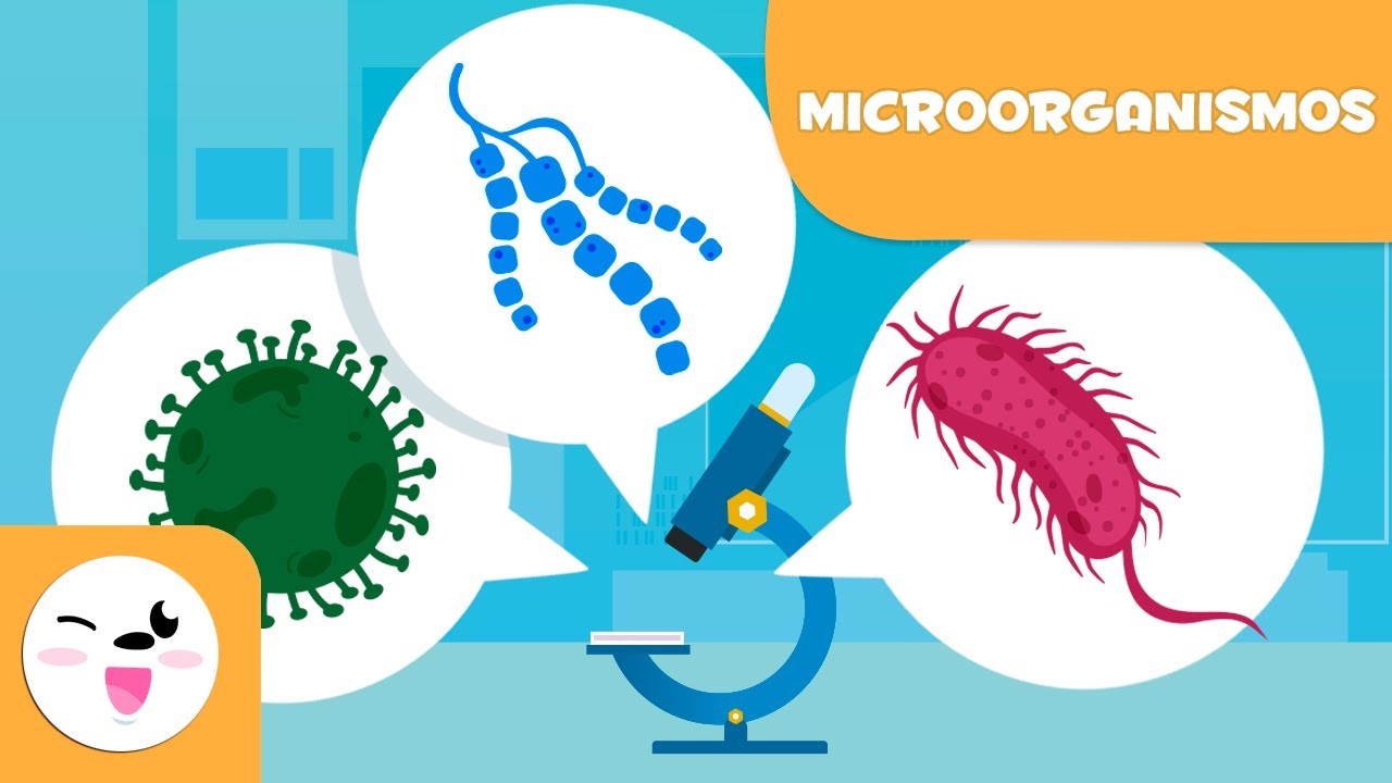 caracteristicas de los hongos y bacterias clasificacion beneficios y riesgos