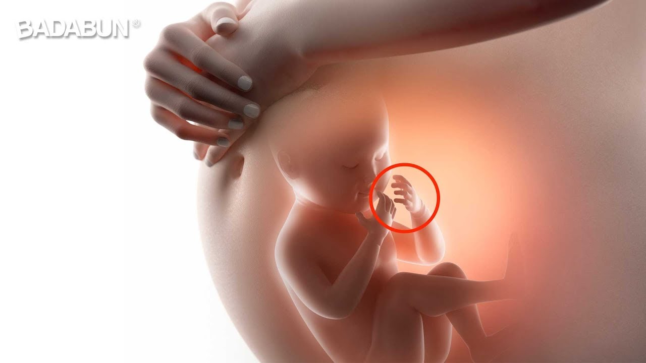 como escuchan los bebes dentro del vientre
