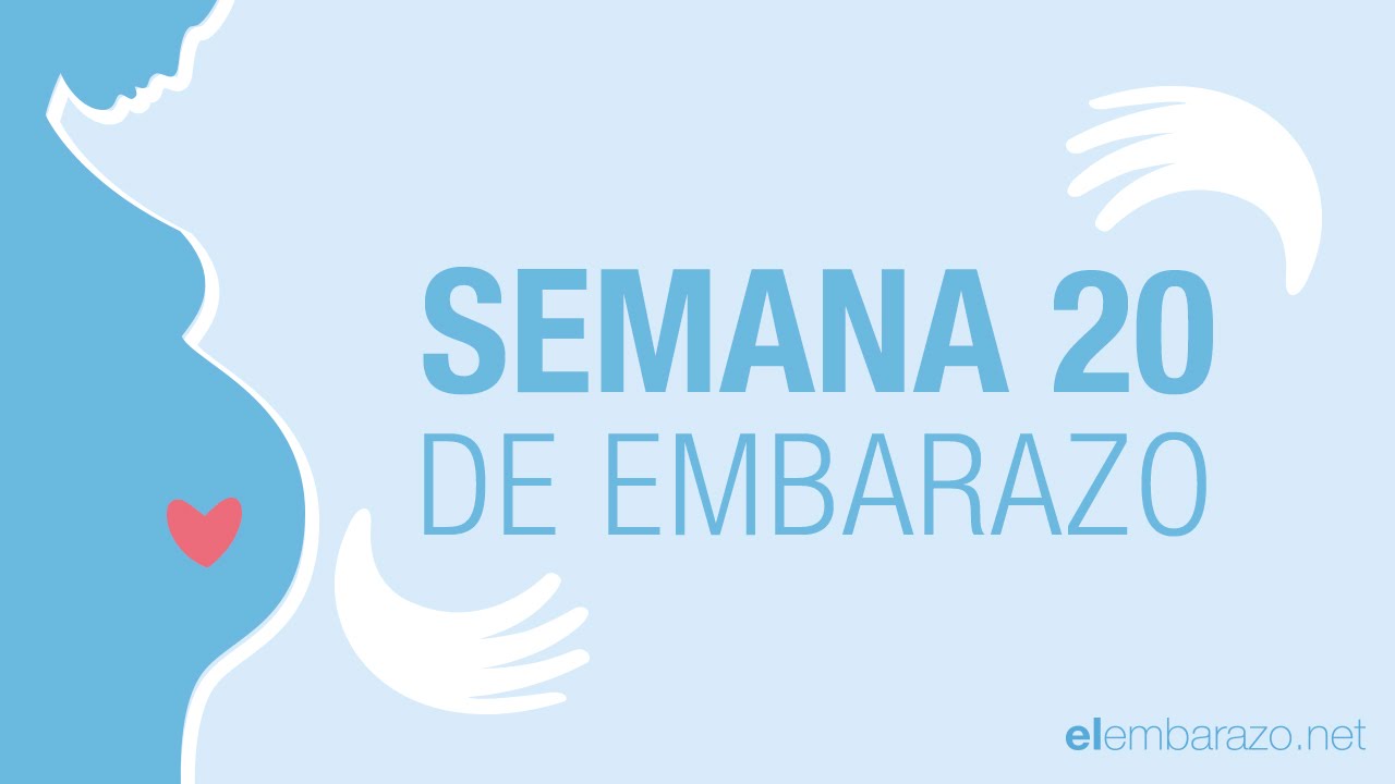 cuanto son 20 semanas en dias