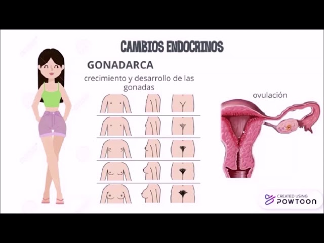 desarrollo del hombre y la mujer