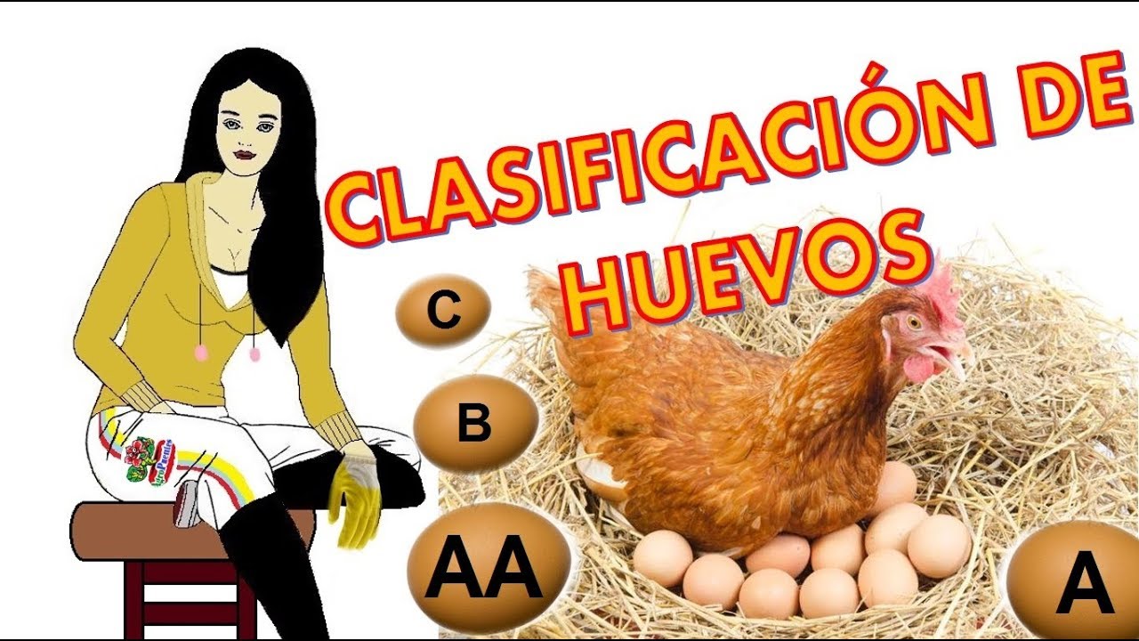 diferencia entre huevos de primera segunda y tercera calidad