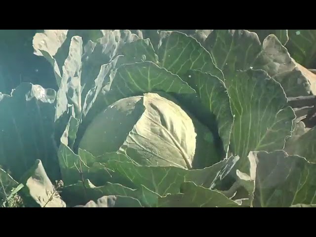 el dia de la alimentacion en venezuela