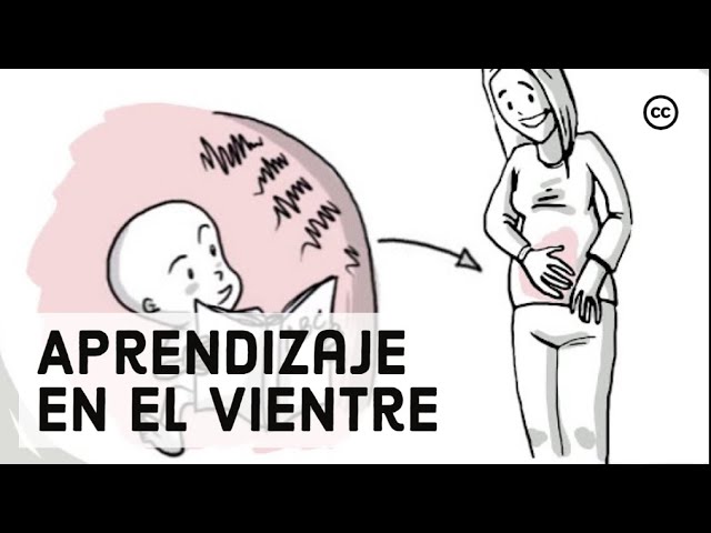 como educar al bebe desde el vientre materno