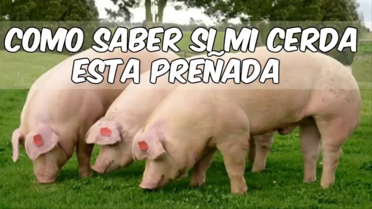 como saber si un cerdo esta embarazada