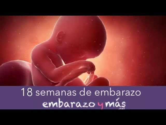 como se ve un bebe alas 18 semanas de gestacion