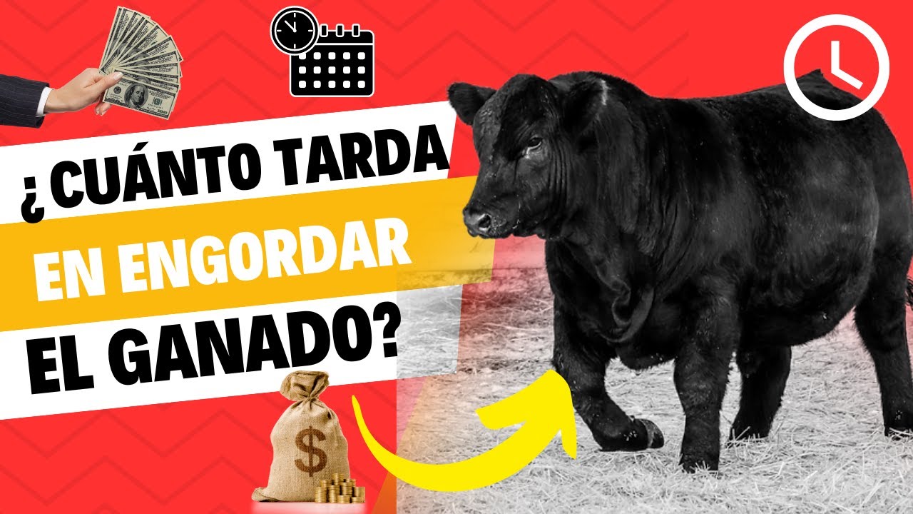en cuanto tiempo crece una vaca