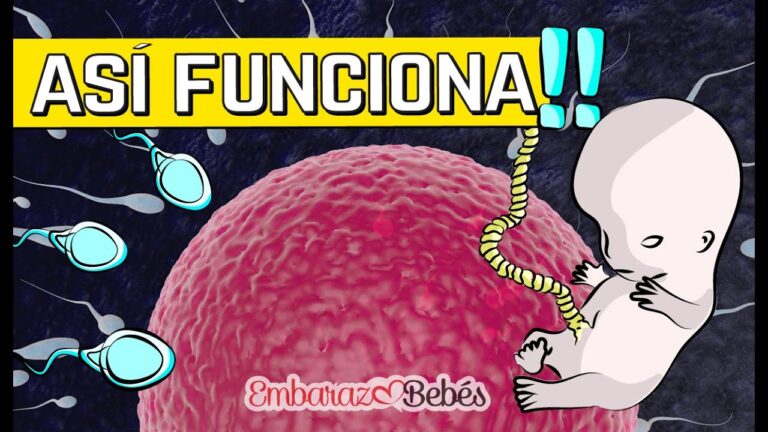 Todo lo que Necesitas Saber sobre la Línea del Tiempo de la Fecundación