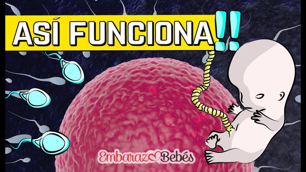 linea del tiempo de la fecundacion