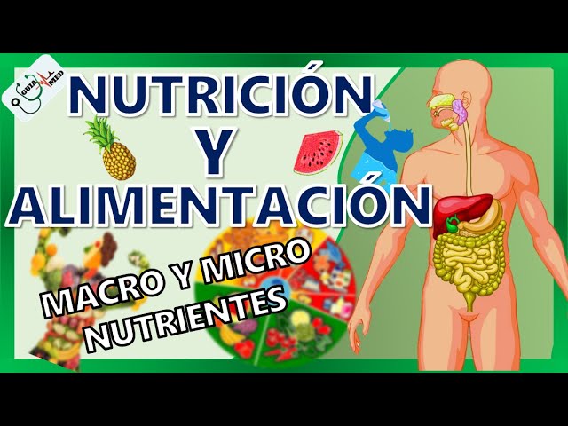 monografia de la alimentacion y nutricion